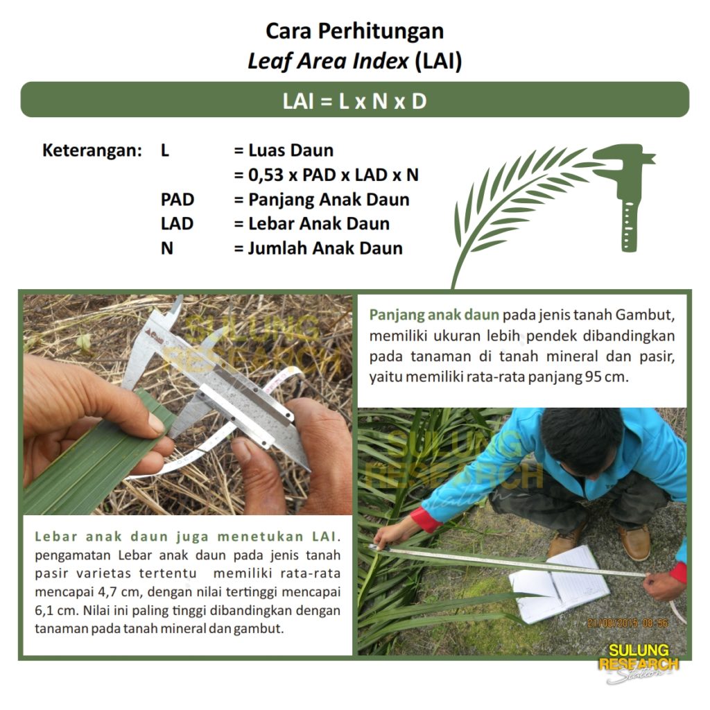 Leaf Area Index LAI Sulung Research Station