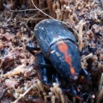 Serupa Dengan Serangga Penyerbuk, Ternyata Kumbang Ini Hama di Perkebunan Kelapa Sawit (Rhynchophorus vulneratus)