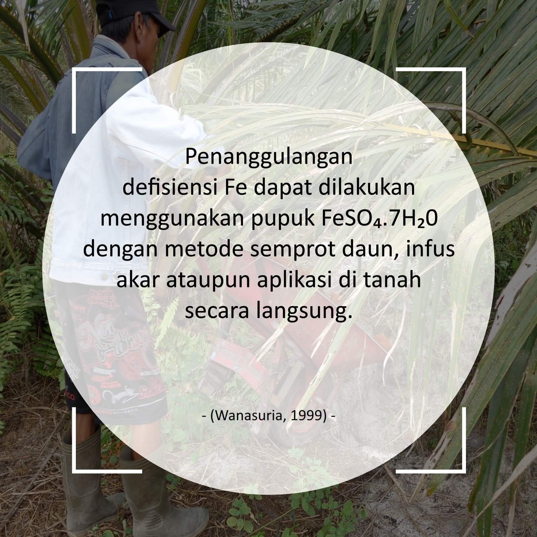 Rehabilitasi tanaman Defisiensi Besi (Fe) 04