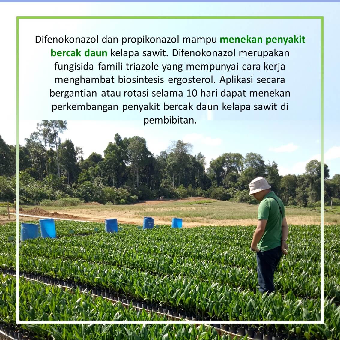 Penyakit Bercak Daun 04