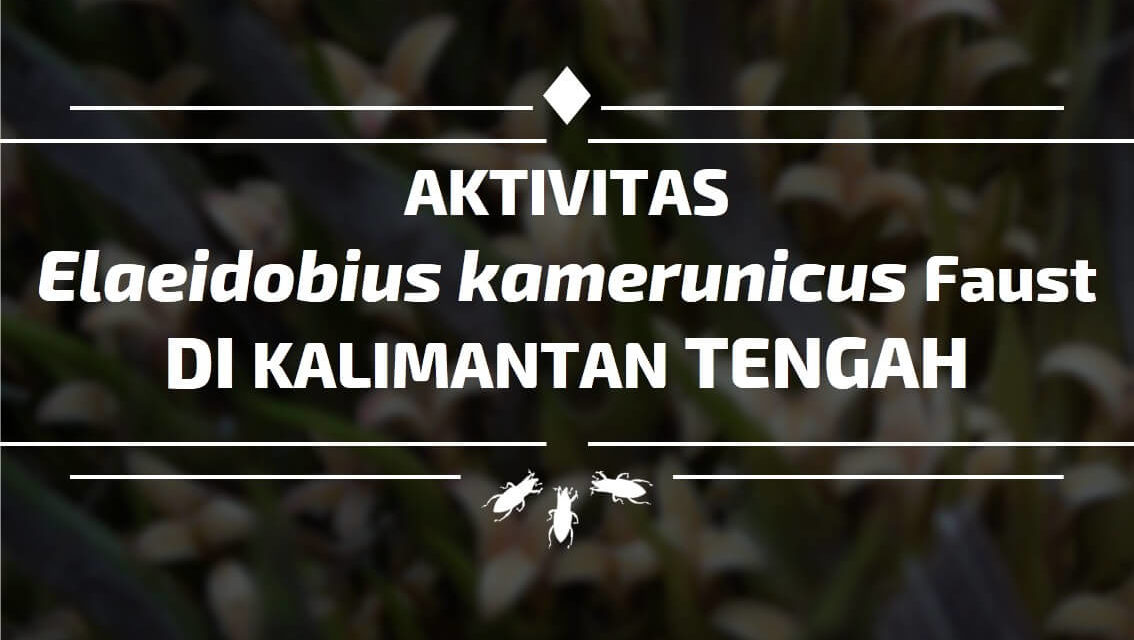 Aktivitas elaedobius Kamerunicus Faust di Kalimantan Tengah 01