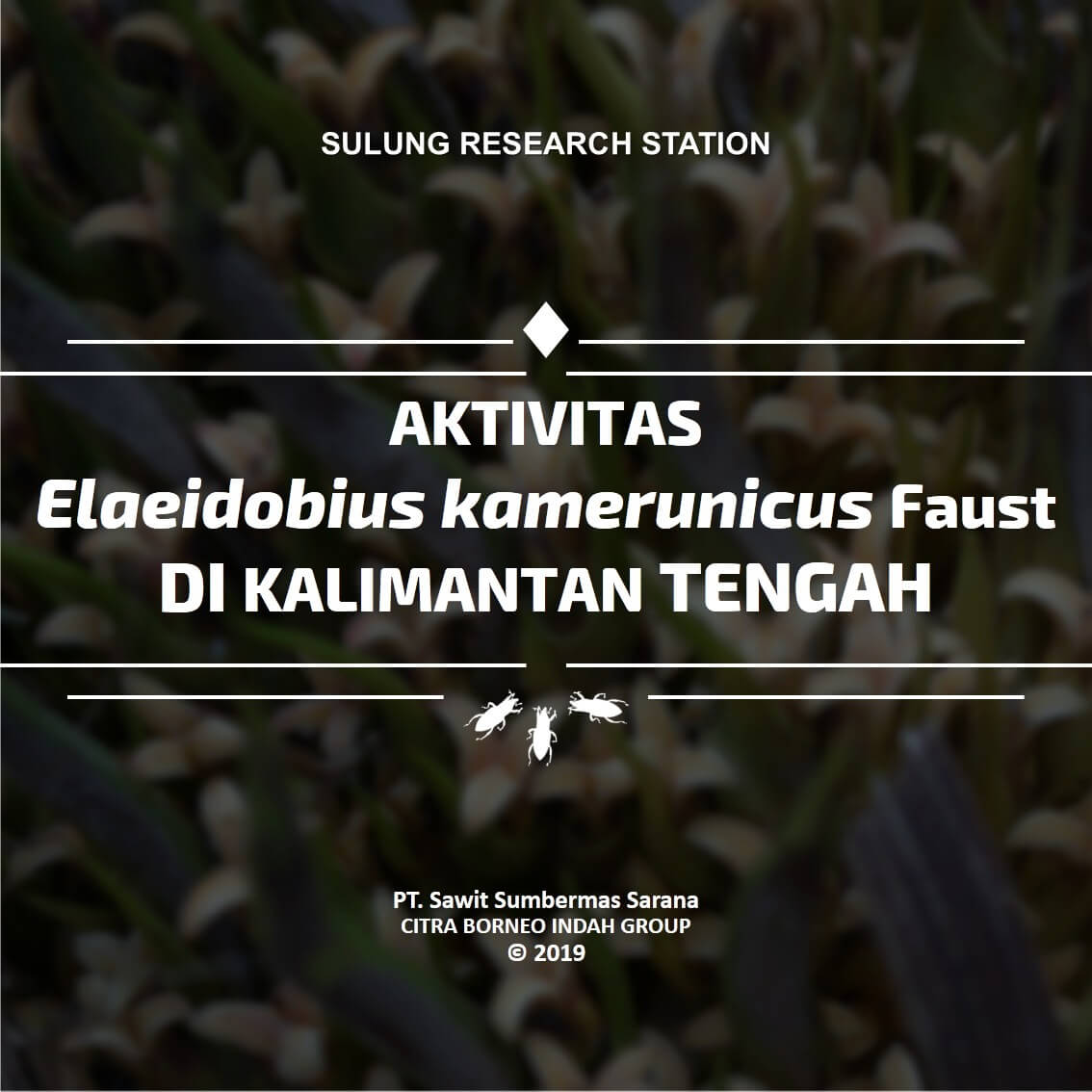 Aktivitas elaedobius Kamerunicus Faust di Kalimantan Tengah 01