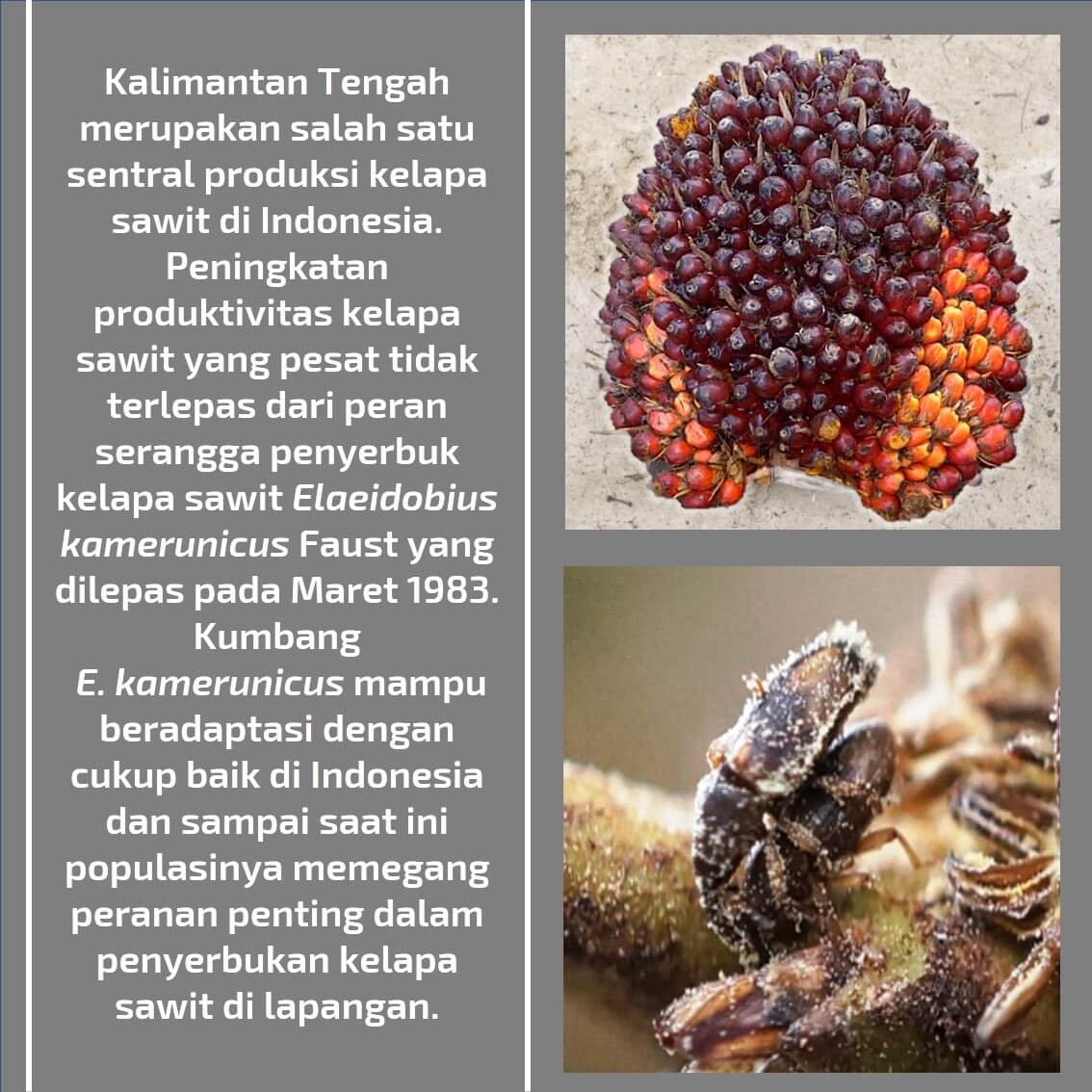 Aktivitas elaedobius Kamerunicus Faust di Kalimantan Tengah 02