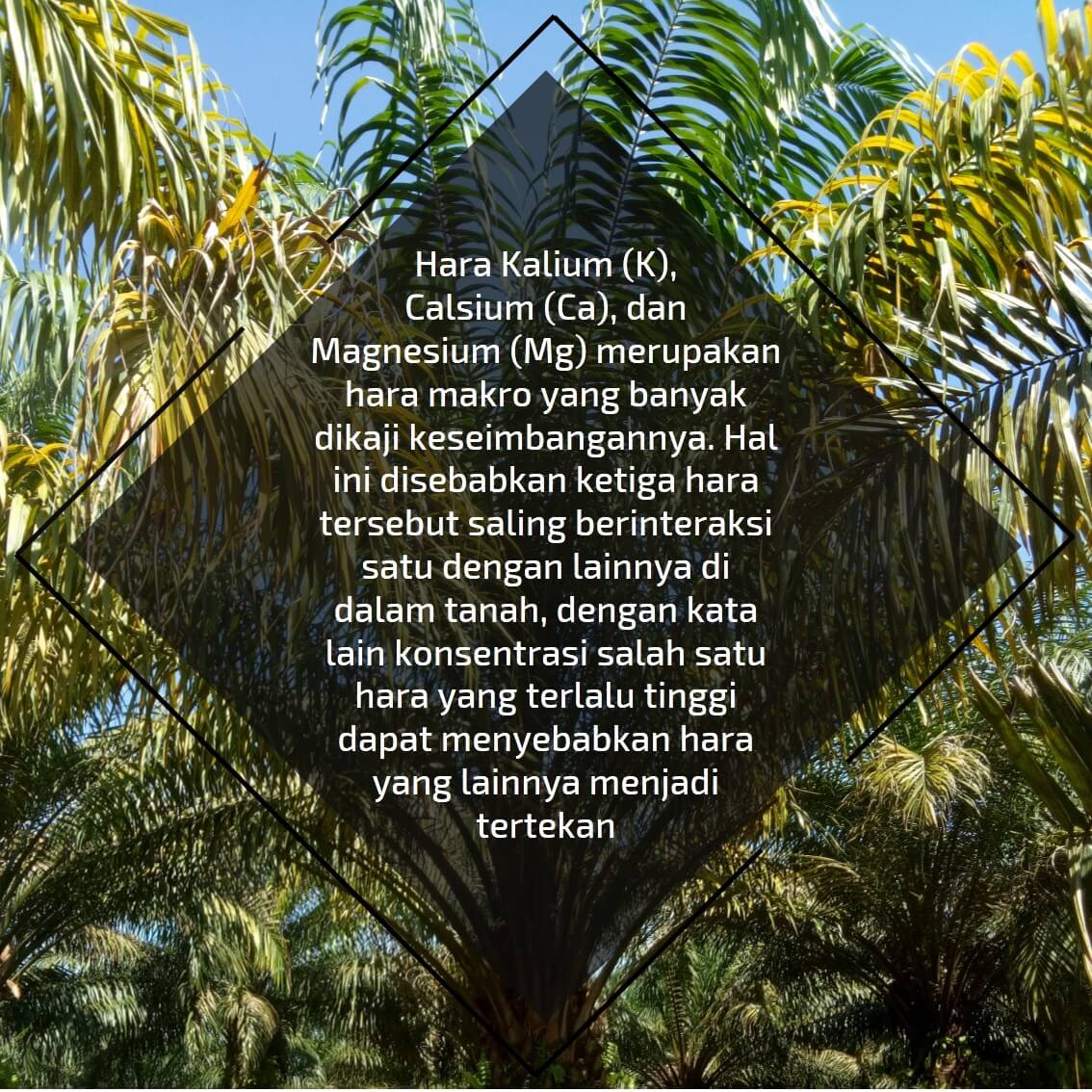 Dampak Ketidakseimbangan Hara 01