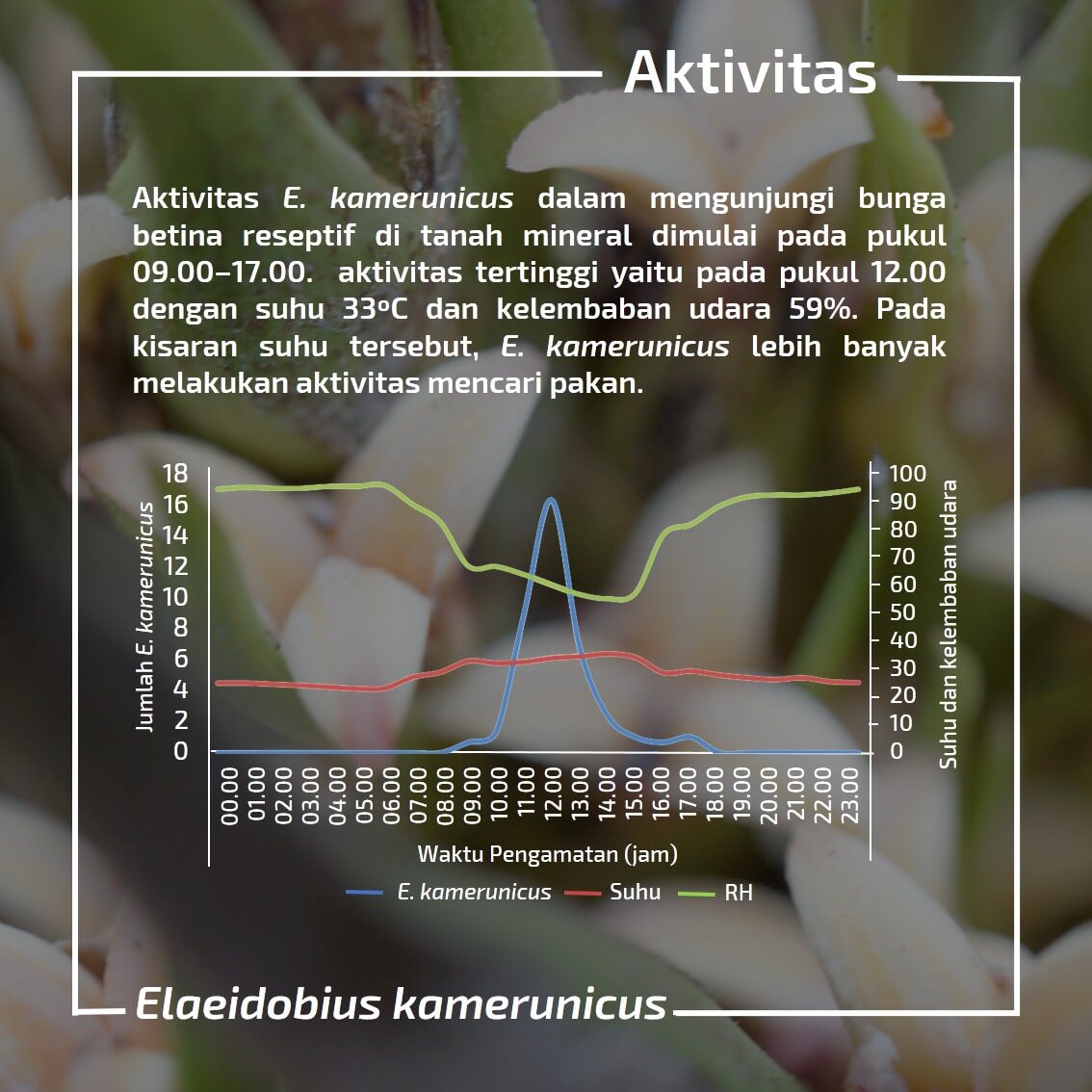 Aktivitas elaedobius Kamerunicus Faust di Kalimantan Tengah 03