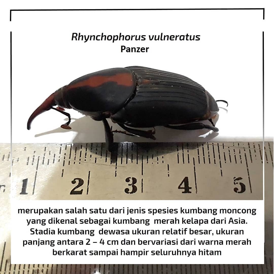 Sulung; Research; SulungResearchStation; Minyak; Sawit; Citraborneo; Industri; Pertanian; Palmoil; CPO; Penelitian;