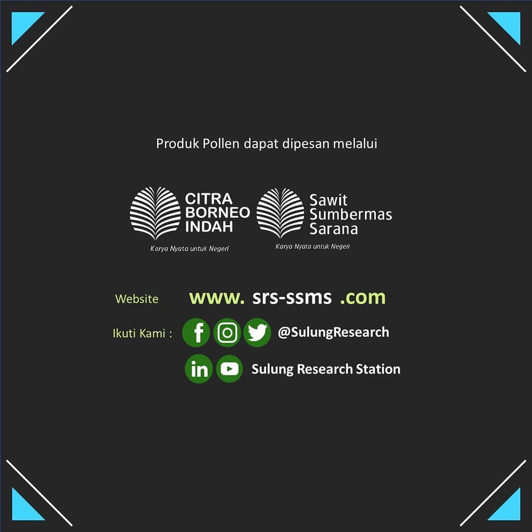 Sulung; Research; SulungResearchStation; Minyak; Sawit; Citraborneo; Industri; Pertanian; Palmoil; CPO; Penelitian;