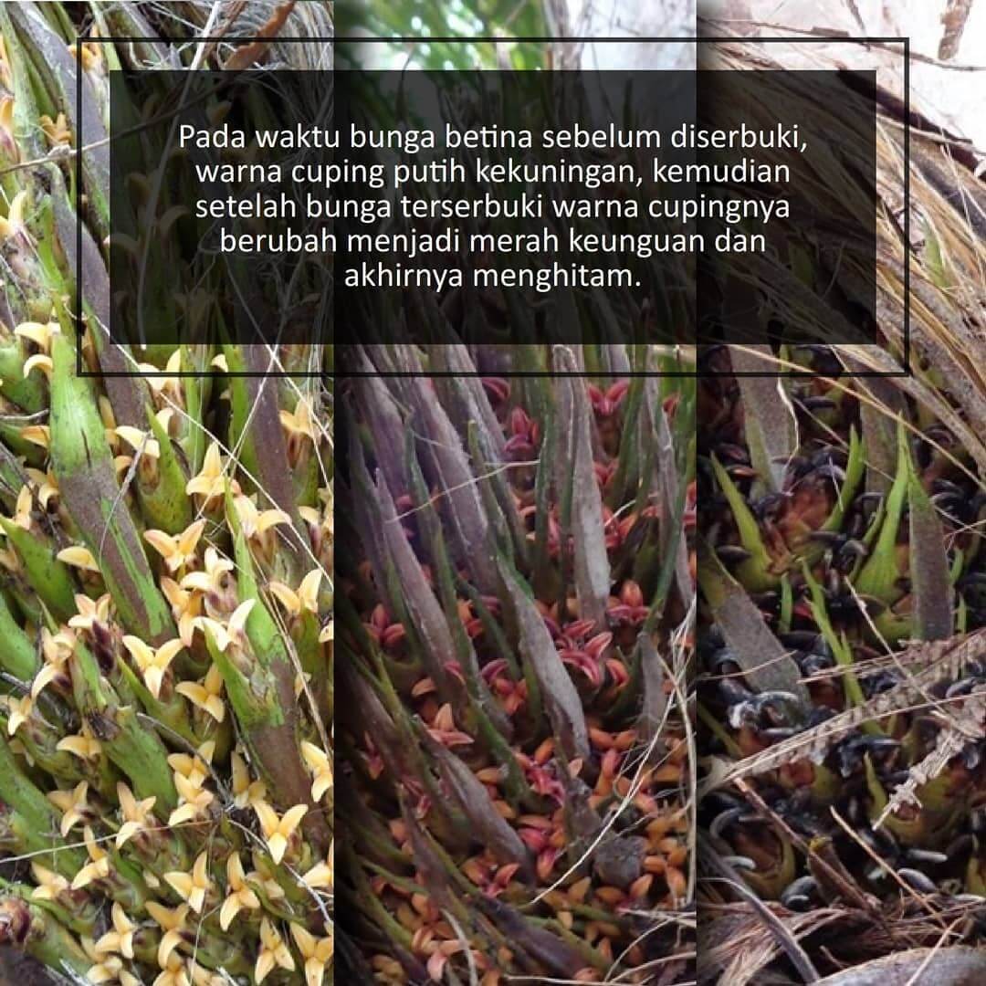 Sulung; Research; SulungResearchStation; Minyak; Sawit; Citraborneo; Industri; Pertanian; Palmoil; CPO; Penelitian;