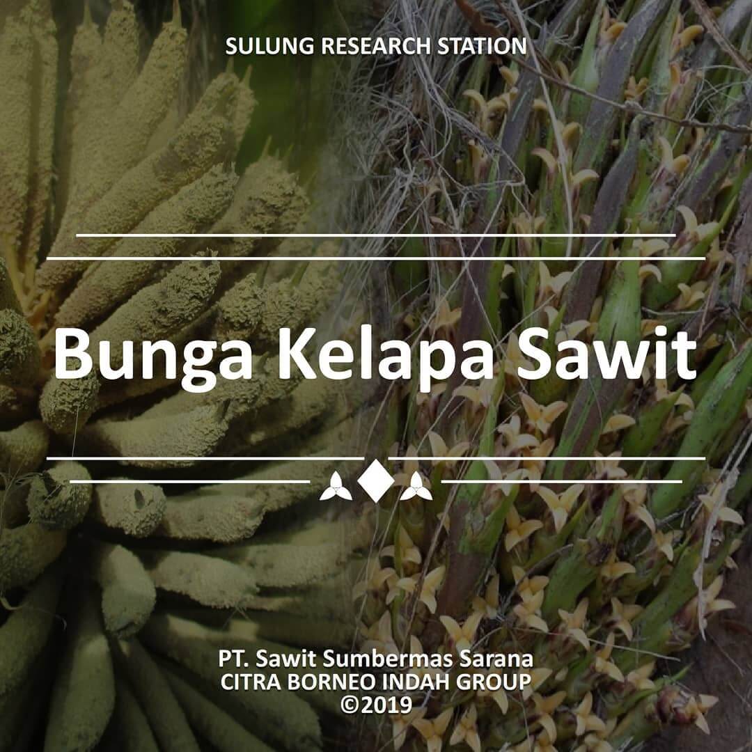 Sulung; Research; SulungResearchStation; Minyak; Sawit; Citraborneo; Industri; Pertanian; Palmoil; CPO; Penelitian;