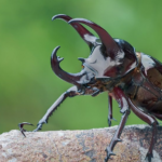 Mengenal Kumbang Atlas (Chalcosoma atlas) pada Perkebunan Kelapa Sawit