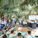 Sulung Research Station Mengadakaan Kegiatan Field Day Perbaikan Kualitas Tandan Buah Segar