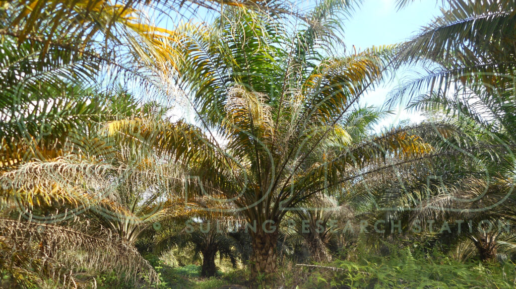 Peran Unsur Hara Magnesium pada Tanaman Kelapa Sawit - Sulung Research