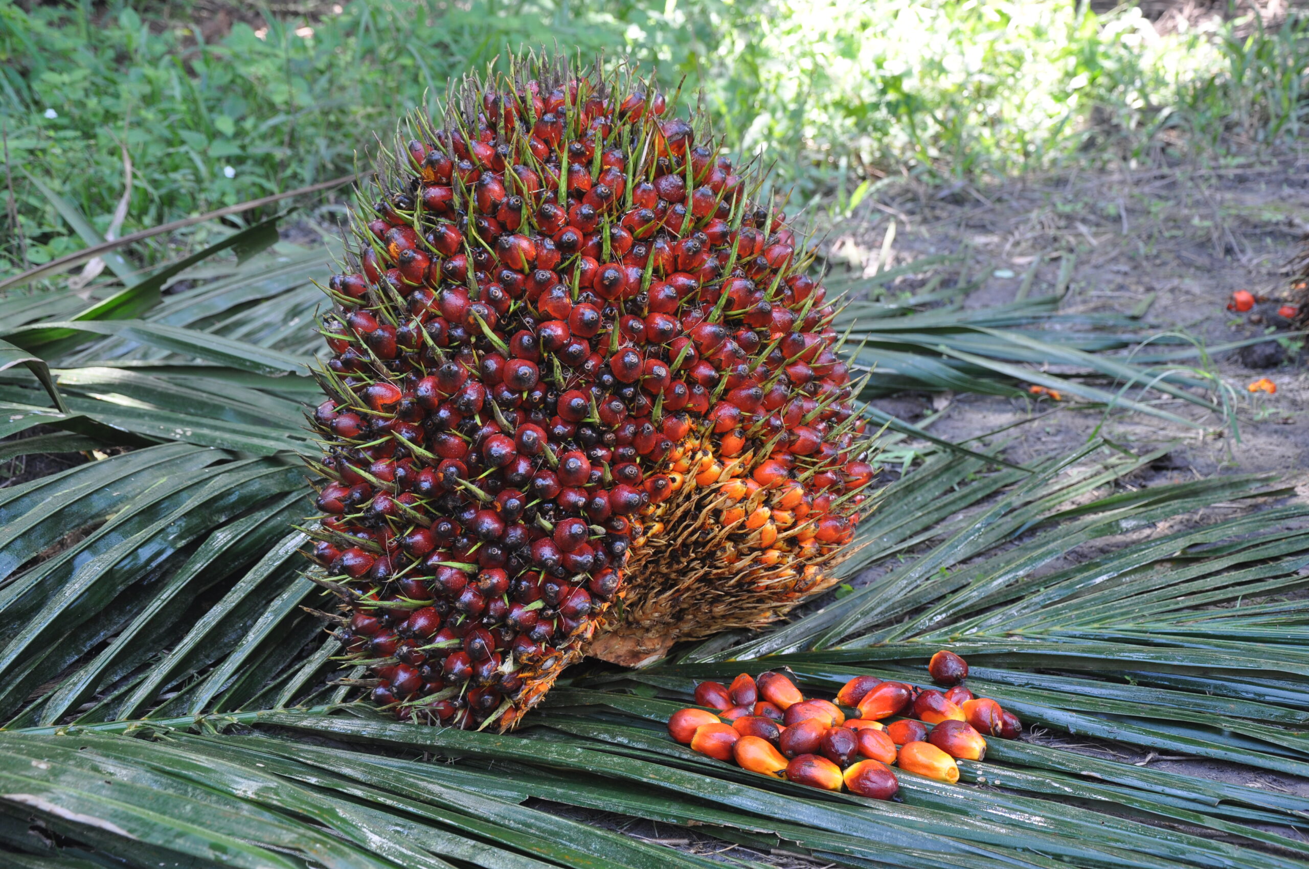 Apa Itu Fruit set? Dan Faktor Apa Saja Yang Mempengaruhinya? - Sulung Research Station
