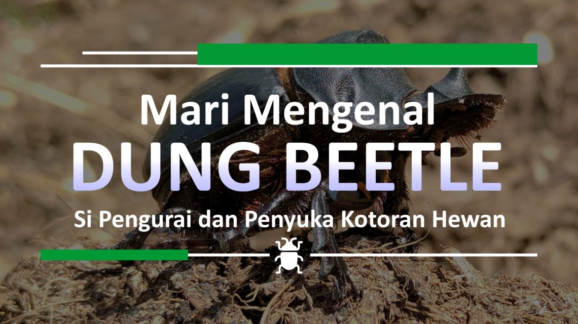  Dungbeetle; kumbang; pengurai: alami; sulung research station;