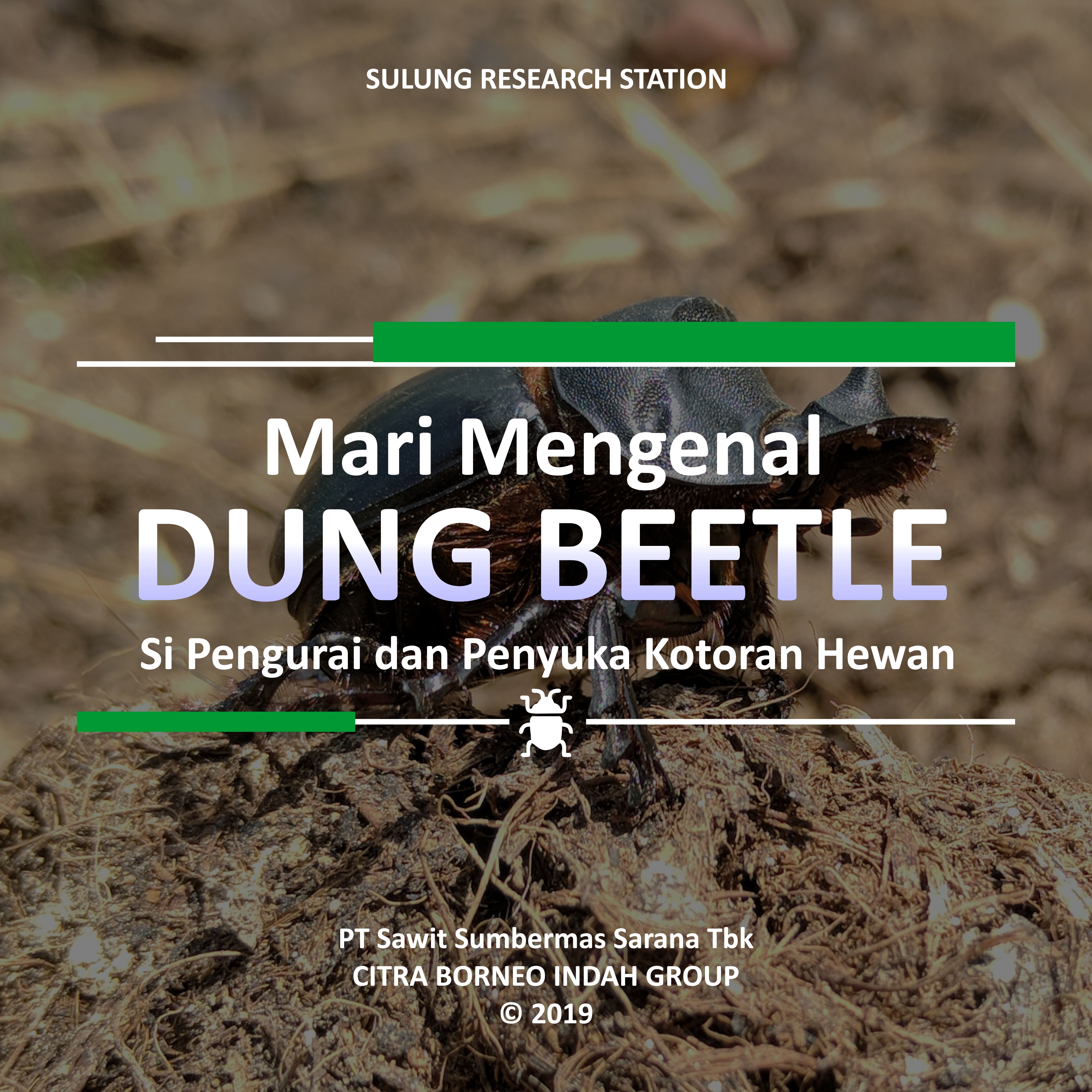  Dungbeetle; kumbang; pengurai: alami; sulung research station;