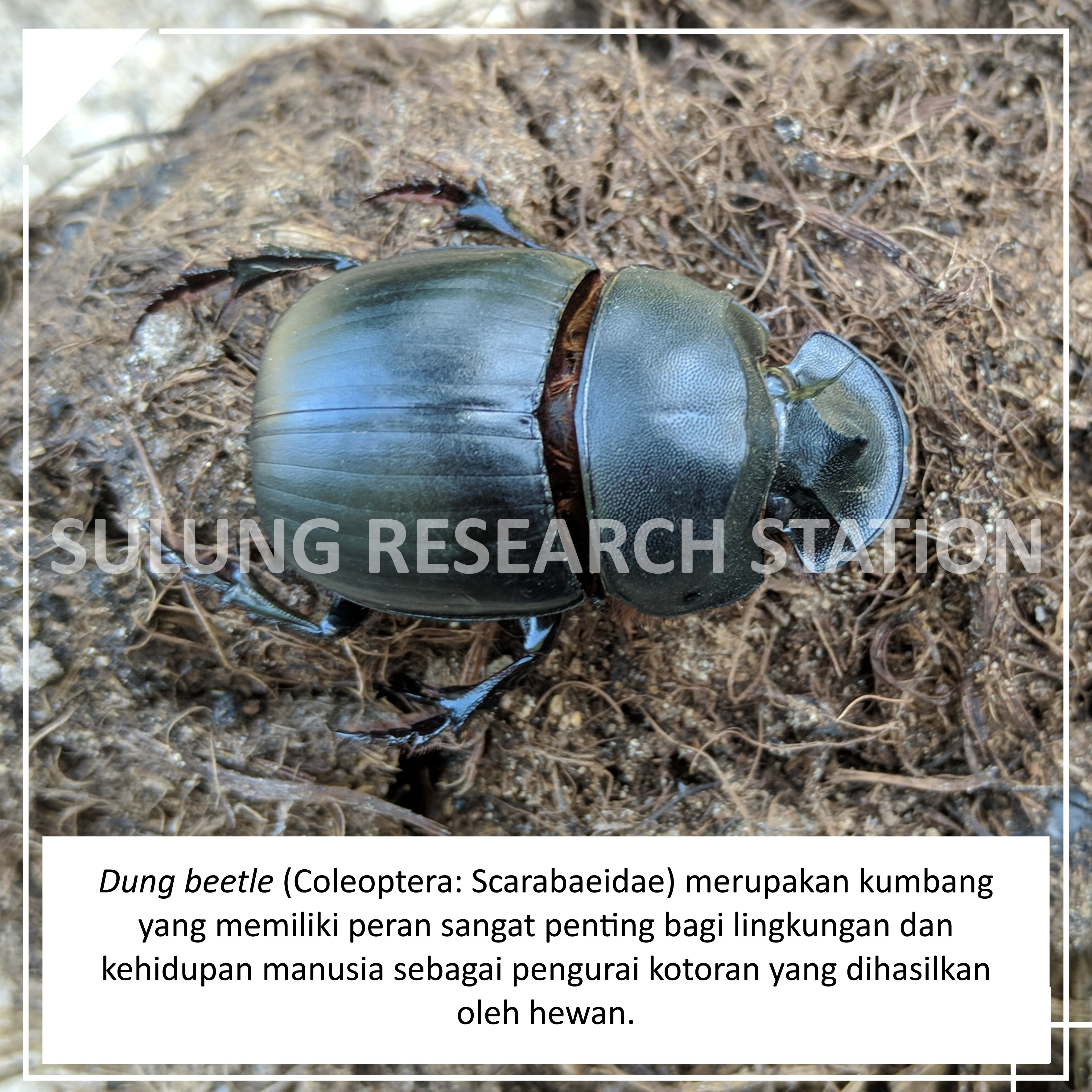  Dungbeetle; kumbang; pengurai: alami; sulung research station;