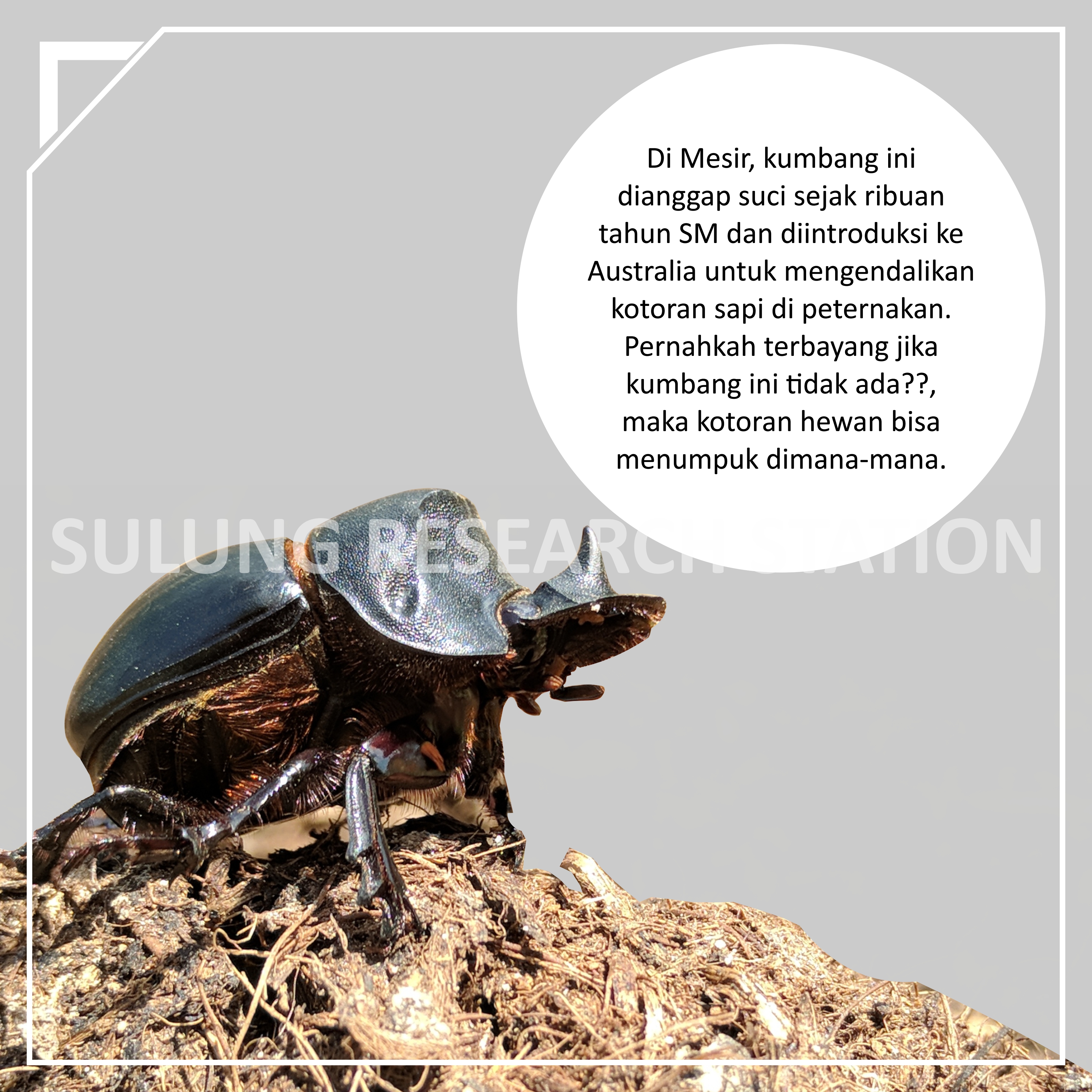  Dungbeetle; kumbang; pengurai: alami; sulung research station;