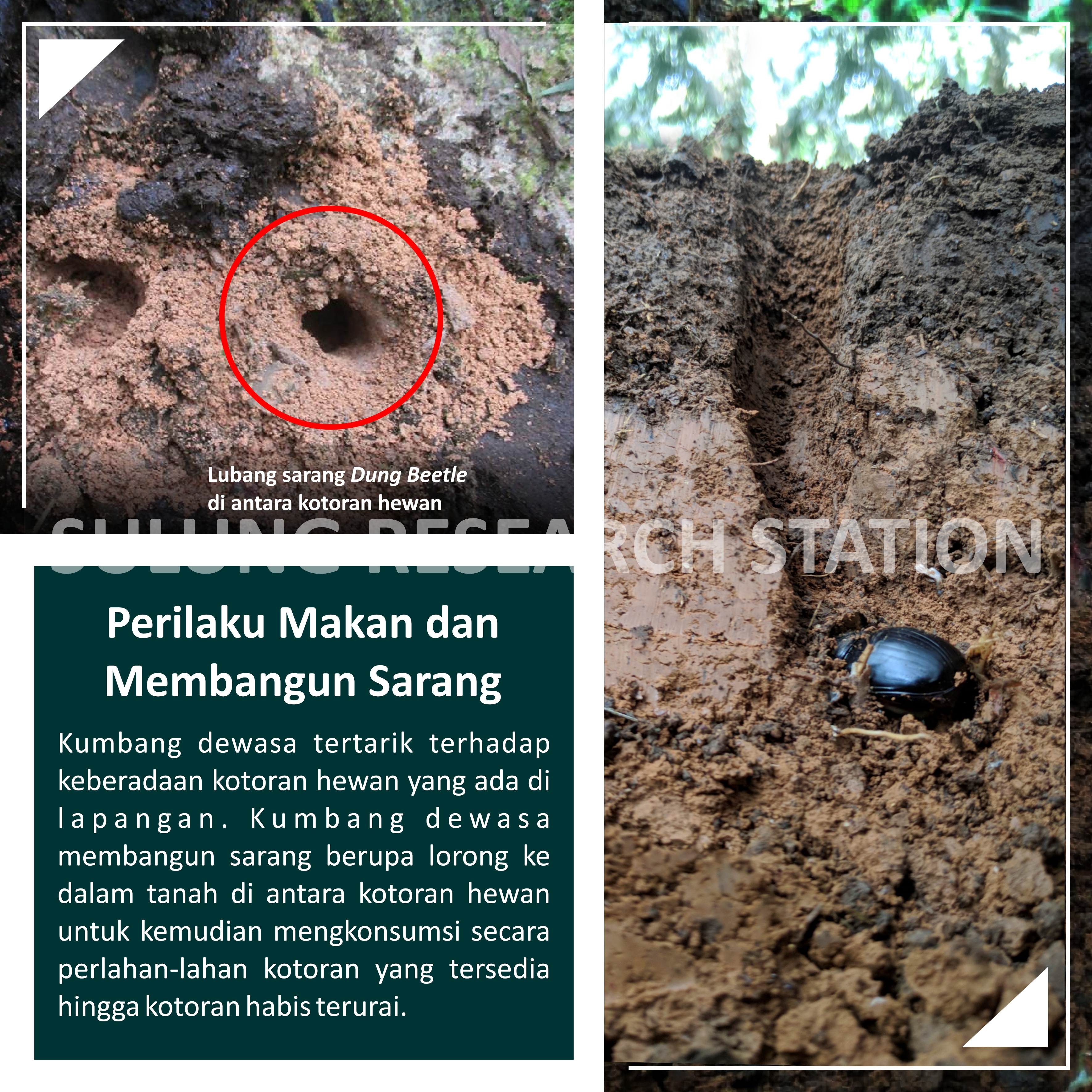  Dungbeetle; kumbang; pengurai: alami ; sulung research station;