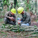 Leaf Sampling Unit (LSU) : Langkah Penting Dalam Penyusunan Rekomendasi Pemupukan pada Perkebunan Kelapa Sawit