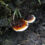 Bahaya Serangan Ganoderma Bagi Perkebunan Kelapa Sawit