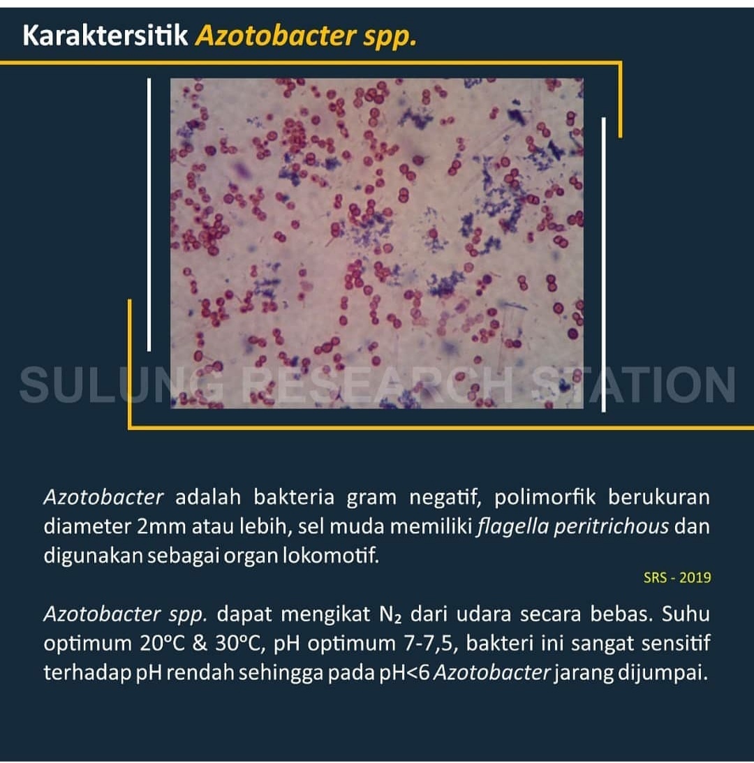 Bakteri; penambat; nitrogen; biologi; sulung research station;