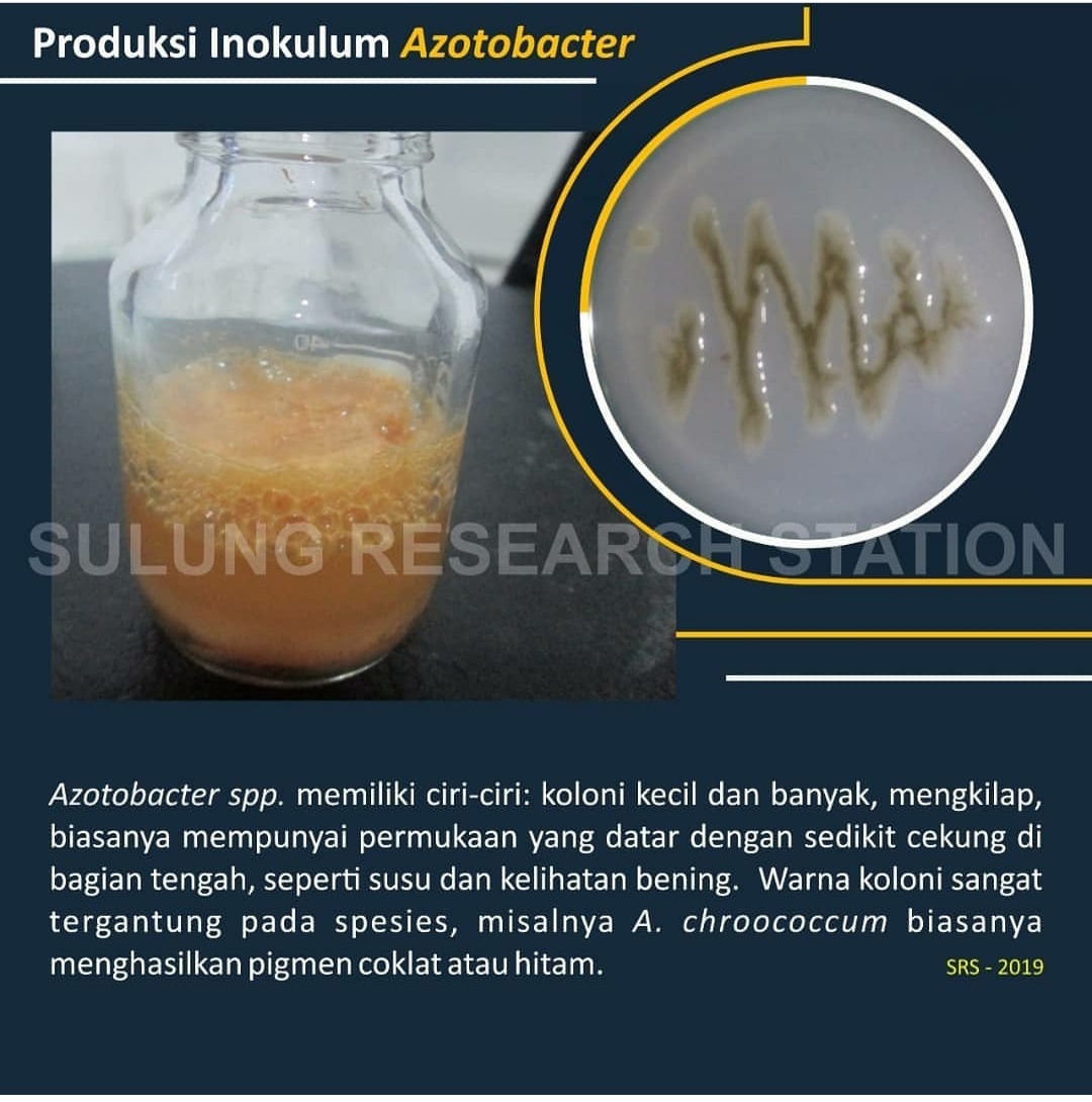 Bakteri; penambat; nitrogen; biologi; sulung research station;