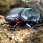 Mengenal Kumbang Tanduk Oryctes rhinoceros Hama Utama Pada Perkebunan Kelapa Sawit