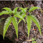 Pakis Kawat (Dicranopteris linearis): Salah Satu Gulma Utama di Perkebunan Kelapa Sawit