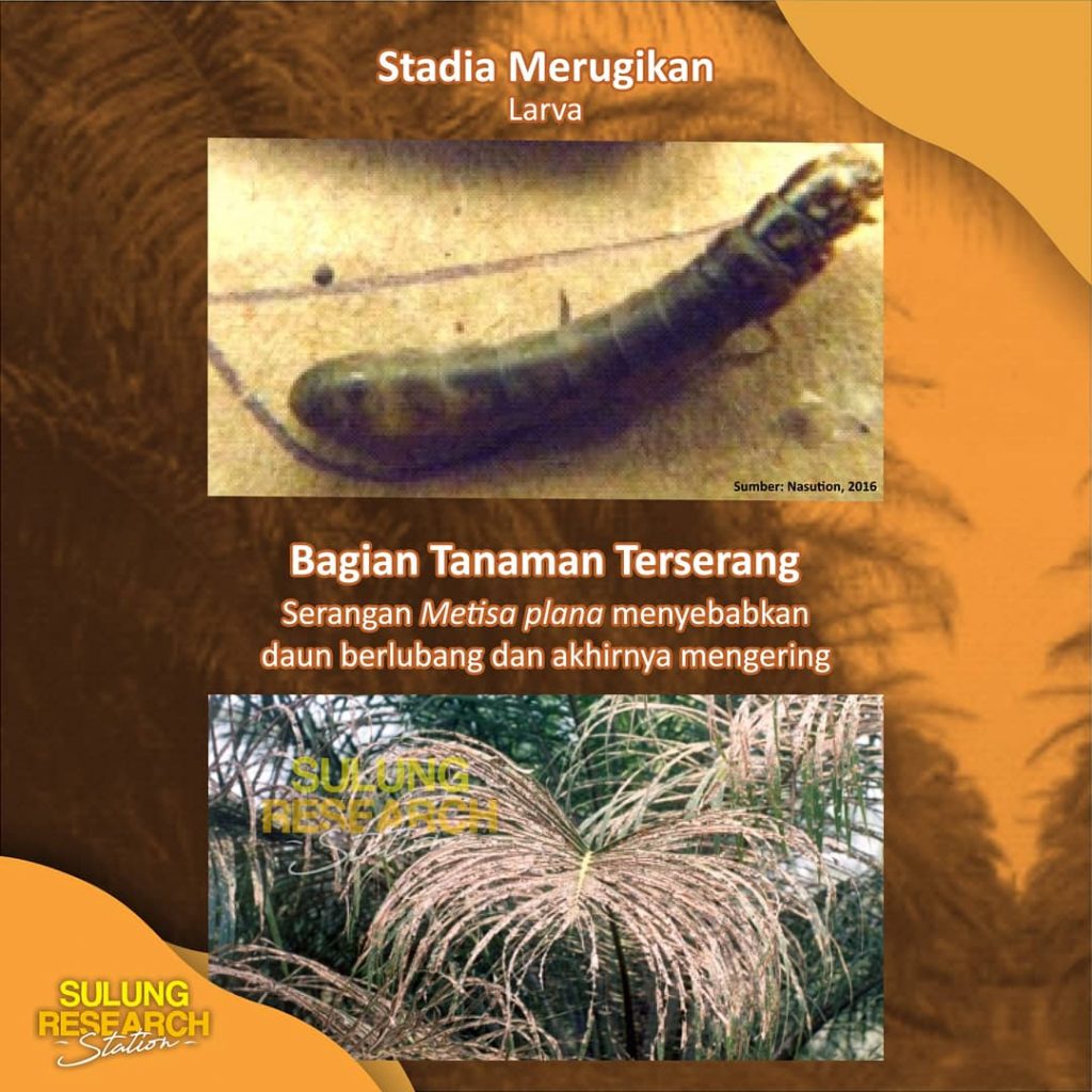 Siklus Hidup And Pengendalian Metisa Plana Sulung Research Station