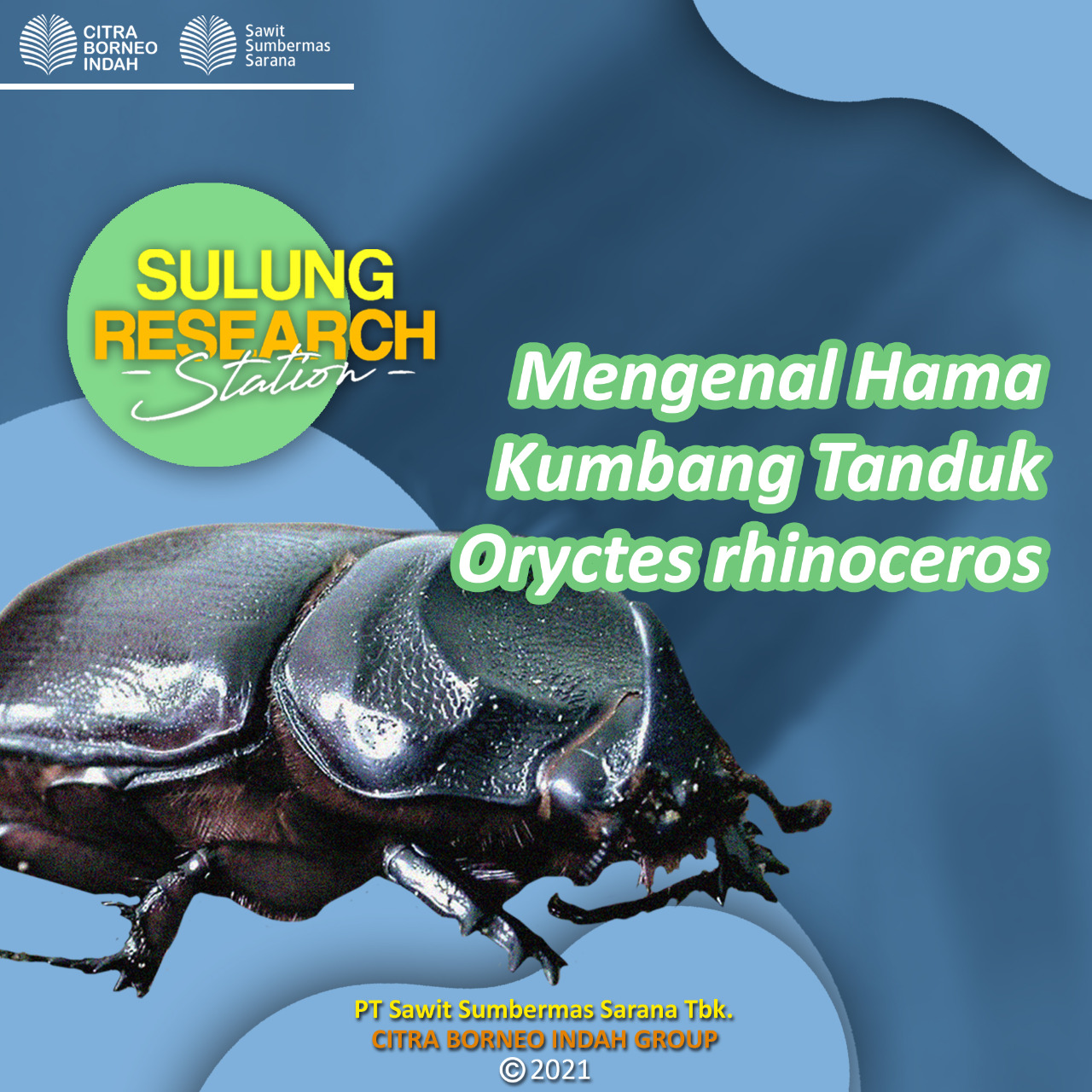 MENGENAL HAMA KUMBANG ORYCTES RHINOCEROS - Sulung Research Station