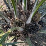 Kastrasi : Penting dilakukan untuk Menjaga Pertumbuhan Vegetatif Tanaman Kelapa Sawit
