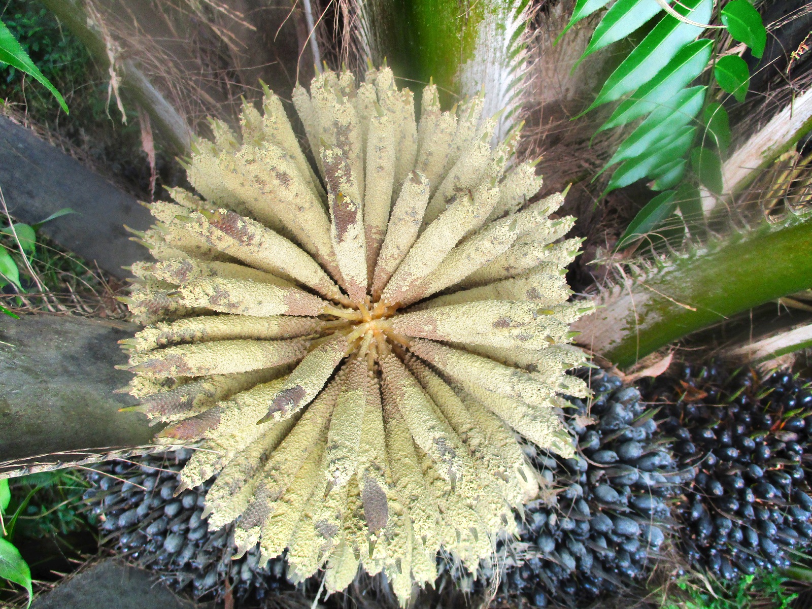 Bunga Kelapa Sawit Dan Keunikannya Sulung Research Station 2015