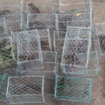 Tikus : Hama Penting di Perkebunan Kelapa Sawit Yang Perlu Diwaspadai